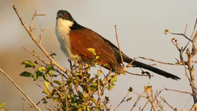 A Burchells Coucal on Tree Species of Coucals Found in Indonesia