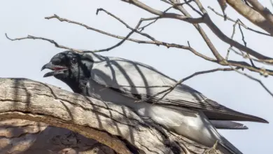 Species of Cuckooshrikes Resting in the Woods