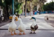 Three Ducks Standing on the Road Species of Ducks