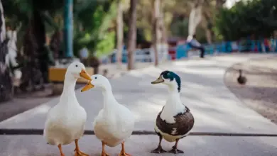 There are three different kinds of ducks walking around in the park.
