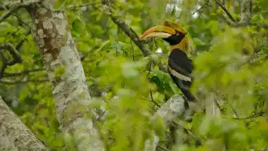 The Great Hornbill On Tree