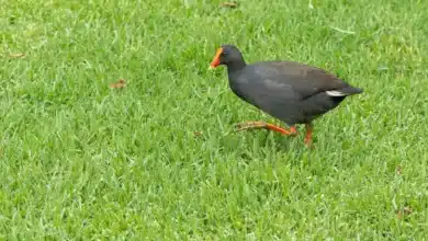 Species of Megapodes Walking on the Grass