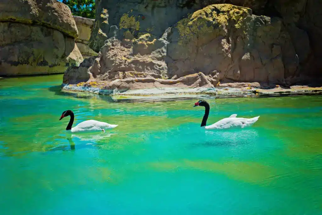 Two Black-necked Swans Swimming On The Lake Species of Swans