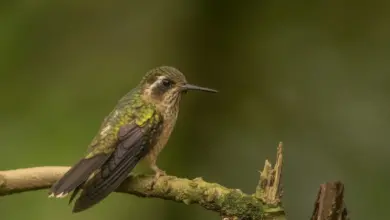 Speckled Hummingbird Perched on a Tree Branch