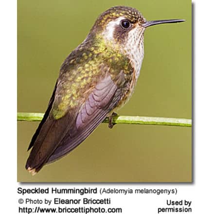 Speckled Hummingbird (Adelomyia melanogenys)