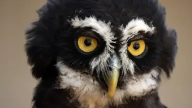 Closeup Image of Spectacled Owls