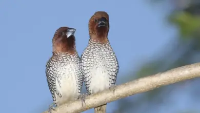 Two Spice Finches Perched on a Tree Branch