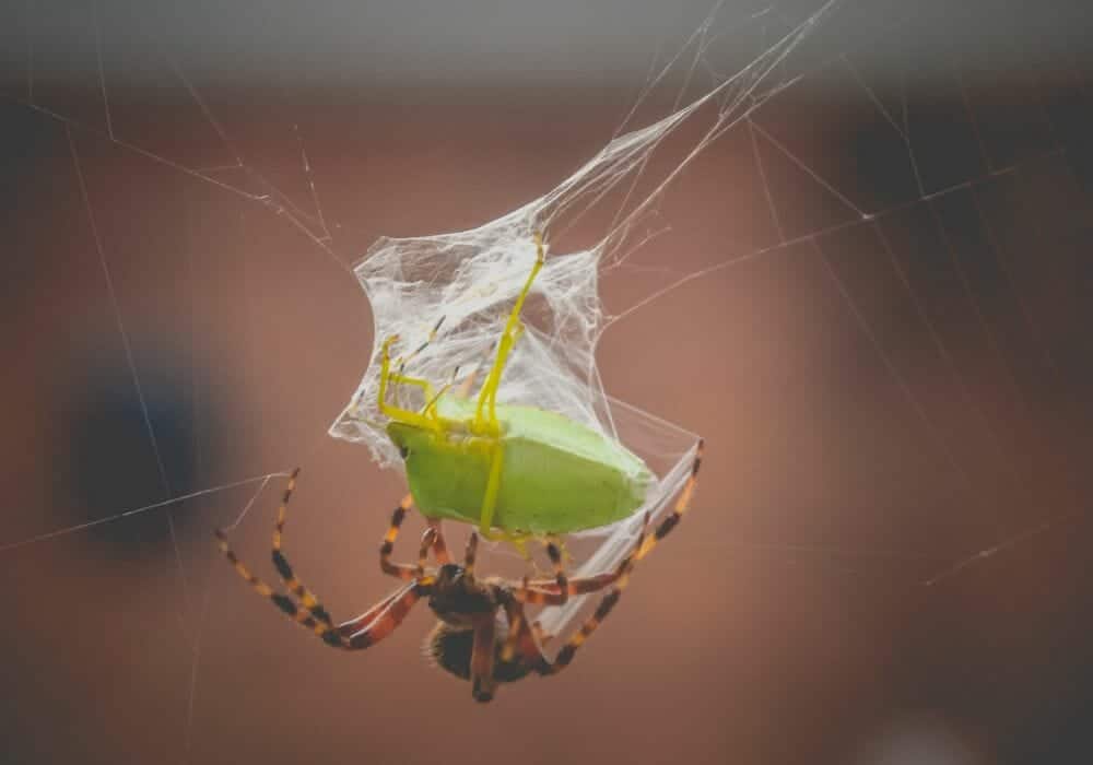 Spider with green bug as its prey