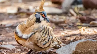 A Spinifex Pigeons on the Ground