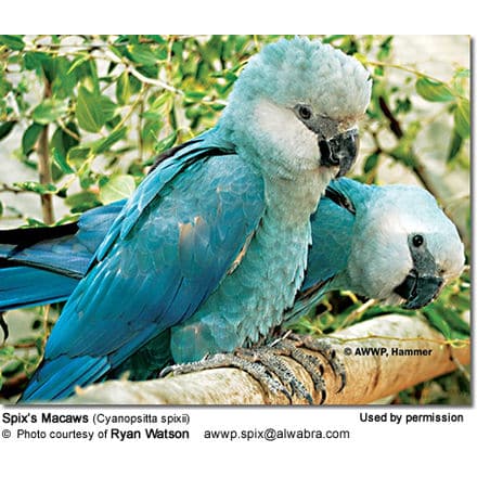 Two Spix’s Macaws, blue-colored parrots, are perched on a branch amidst green foliage. The macaw in the foreground is alert and facing forward, while the one in the background is slightly turned to the side. Nearby, a pair of Chalk-browed Mockingbirds add to the scene's vibrant diversity. Photo credit details are at the bottom.