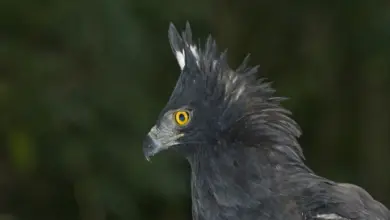 Close up Image of a Black Hawk-Eagle Spizaetus