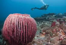 Sponge vs Corals