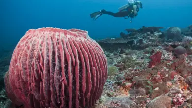 Sponge vs Corals