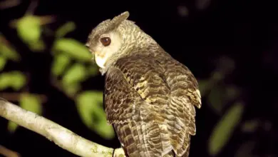 Spot-bellied Eagle Owl Perched On Branch
