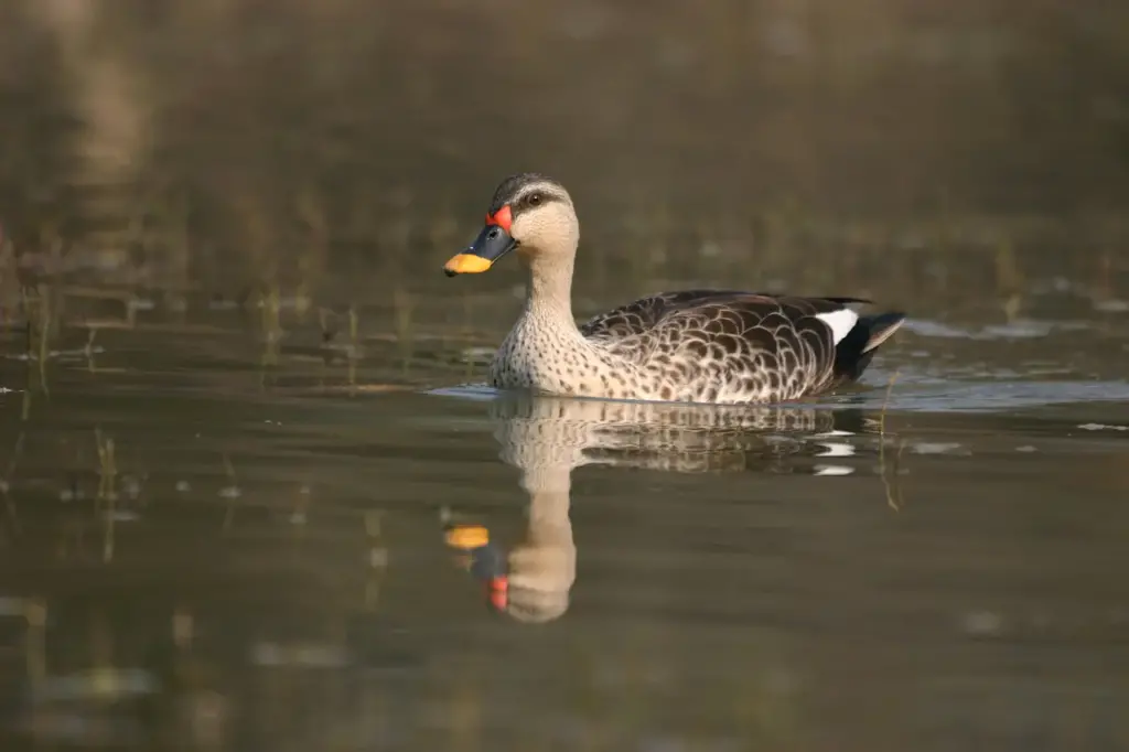 Spot-billed Ducks on the Water