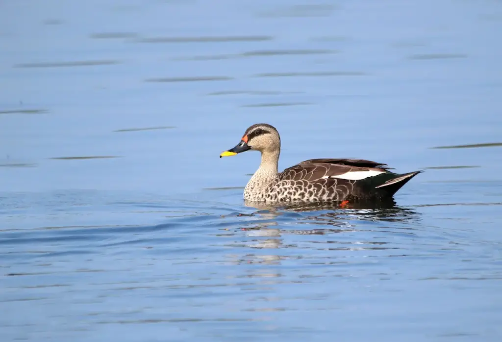 Spot-billed Ducks Image on Water