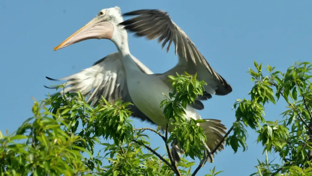 A Spot-billed Pelican Climbing on a Tree.