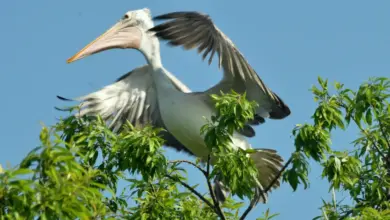A Spot-billed Pelican climbing on a tree.