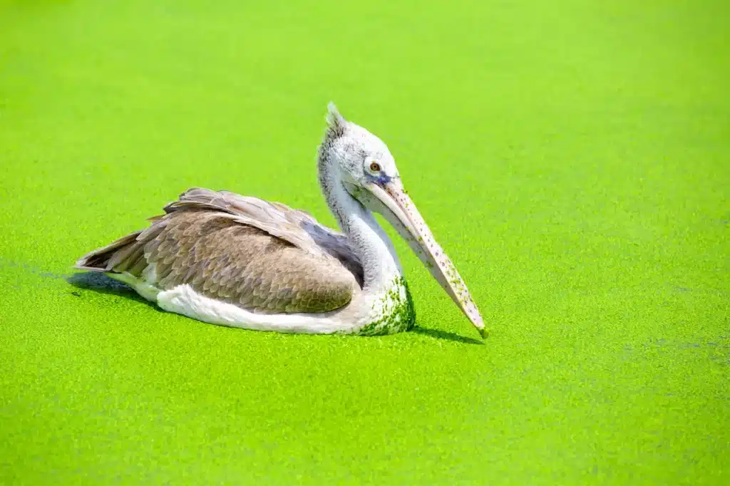Spot-billed Pelicans 
