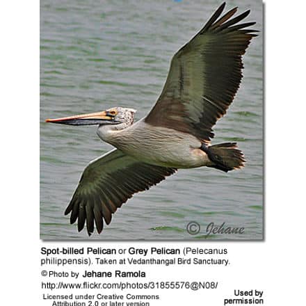 Spot-billed Pelican or Grey Pelican (Pelecanus philippensis). Taken at Vedanthangal Bird Sanctuary.