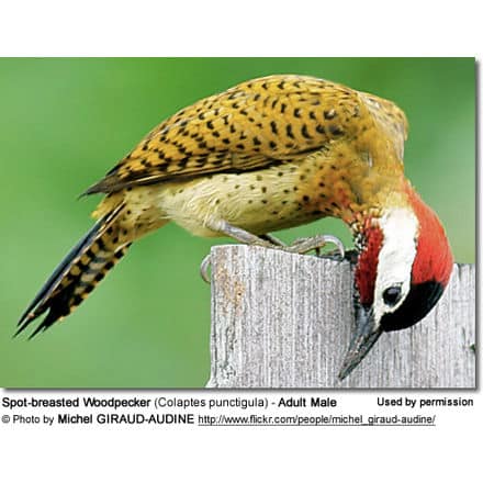Spot-breasted Woodpecker (Colaptes punctigula) - Adult Male
