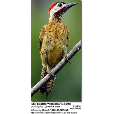 Spot-breasted Woodpecker (Colaptes punctigula) - Juvenile Male