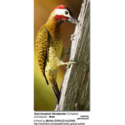 Spot-breasted Woodpecker (Colaptes punctigula) - Male
