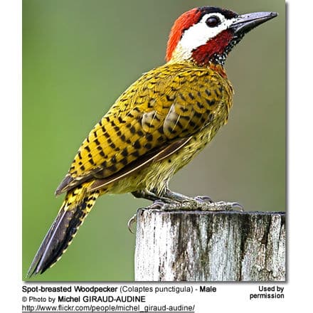 Spot-breasted Woodpecker (Colaptes punctigula) - Male