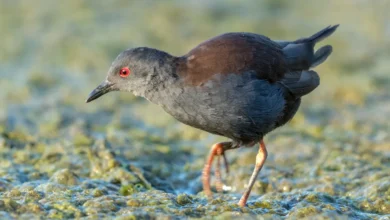 Spotless Crakes