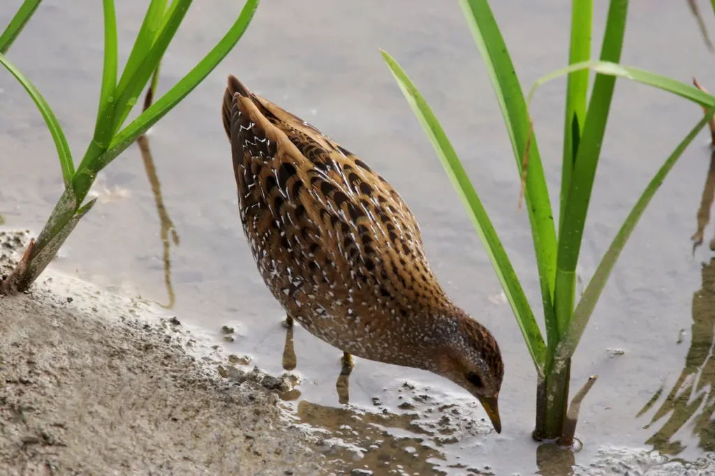 Spotted Crakes Looking for Food in the Mud 