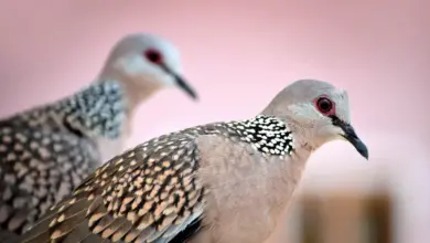 Closeup Image Of Two Spotted Doves