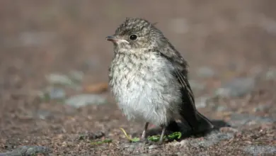 The Spotted Flycatcher Standing On the Ground