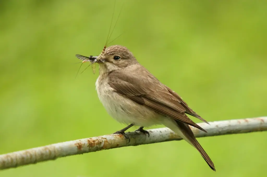 Spotted Flycatchers Eating Food 