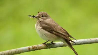 Spotted Flycatchers Eating Food