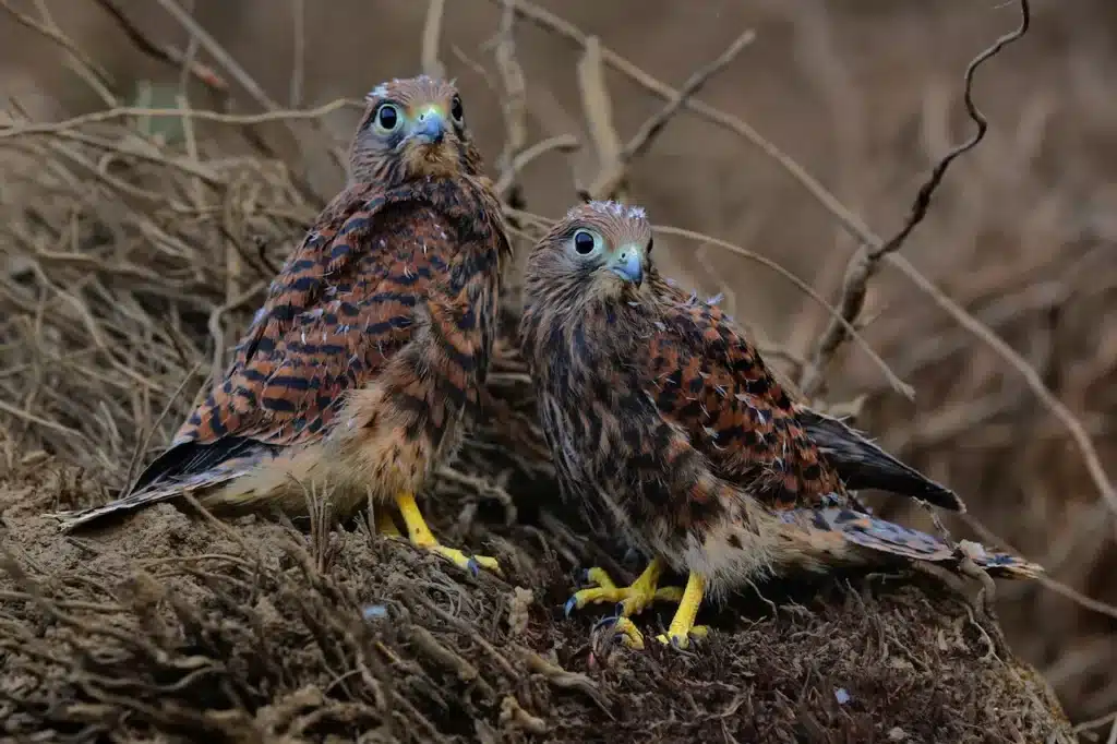 Spotted Kestrels 