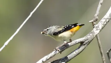 The Spotted Pardalotes Getting A Food