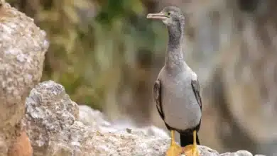 Spotted Shags Resting on the Ground