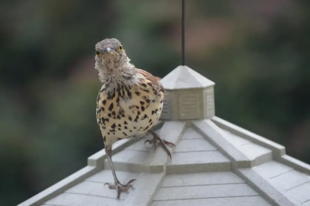 The Spotted Thick-Knees Being Observant