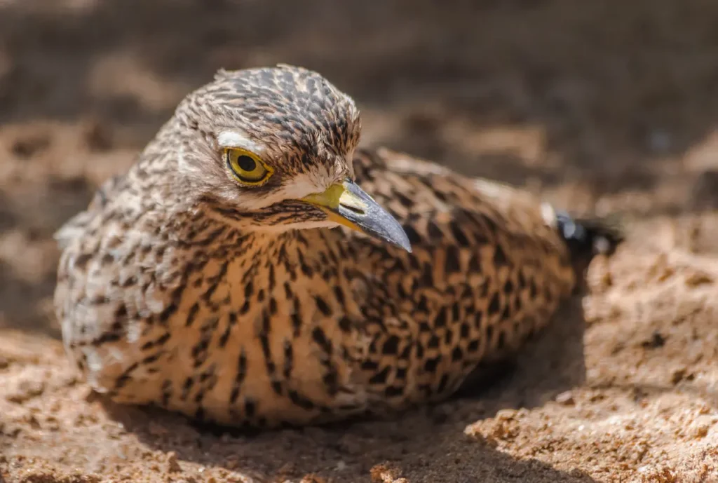 Spotted Thick-knees Image 