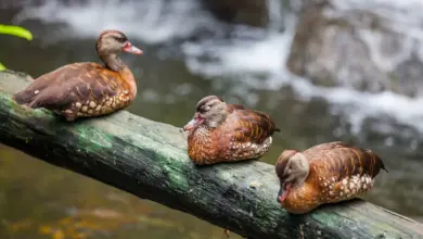 Three Spotted Whistling Ducks Perch On Wood