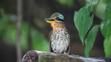 Spotted Wood Kingfishers Perched on a Wood