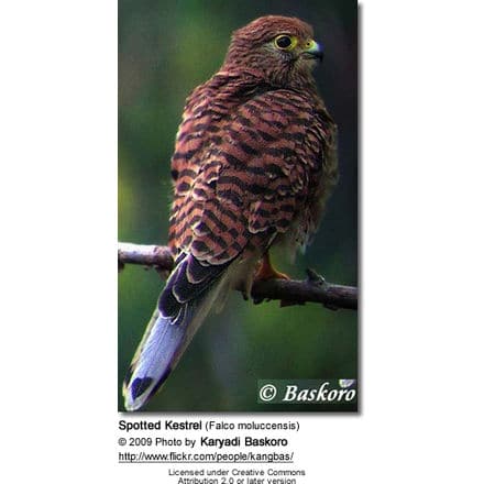 Spotted Kestrel (Falco moluccensis)