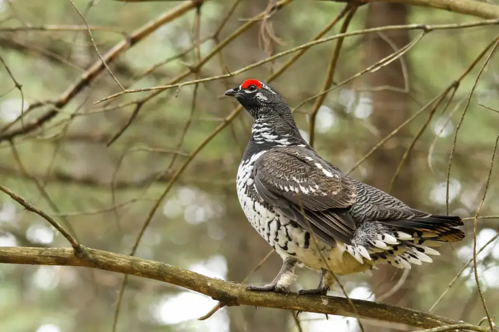 Spruce Grouse Perched on Tree