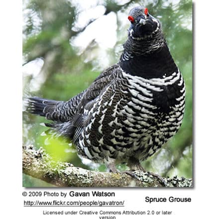 Spruce Grouse Male