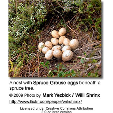 Spruce Grouse eggs