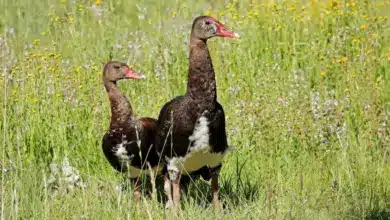 The Spur-winged Geese on Green gassy Field