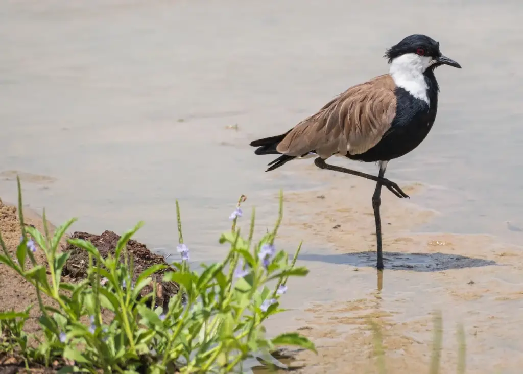 The Spur-winged Plovers Walking In The Mud Looking For A Prey
