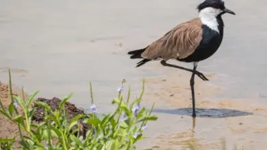 The Spur-winged Plovers Walking In The Mud Looking For A Prey