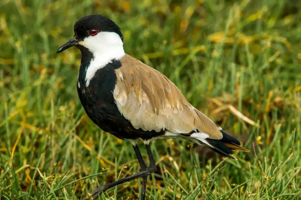 Spur-winged Plovers in the Bushes 
