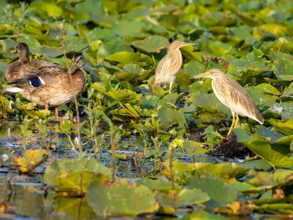 Squacco Herons on a Field of Pond Lilies